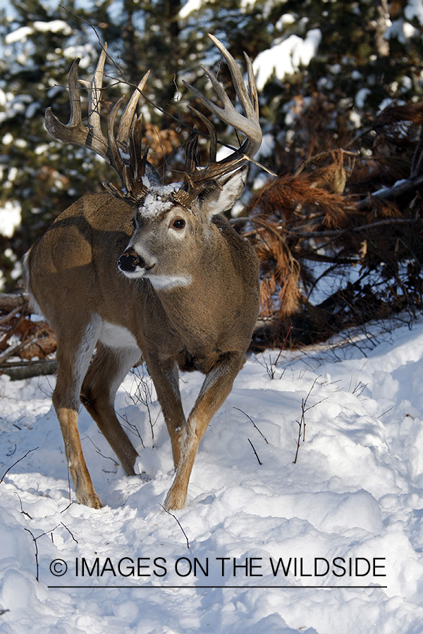 White-tailed buck in habitat.