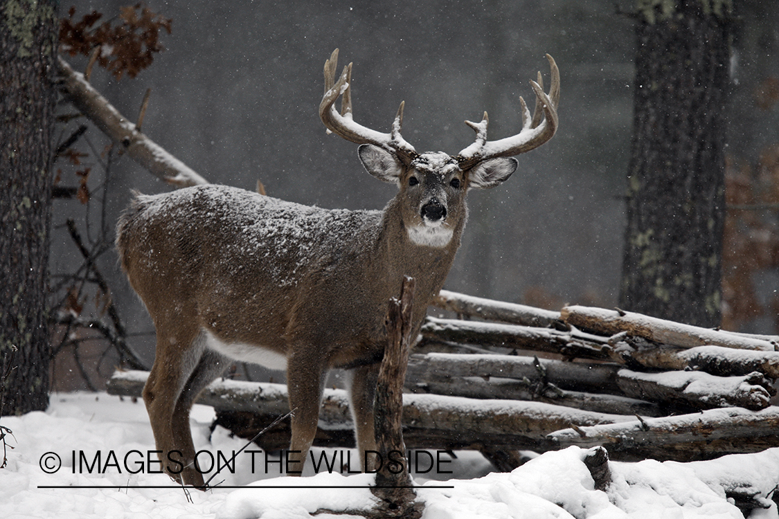 White-tailed buck in habitat.