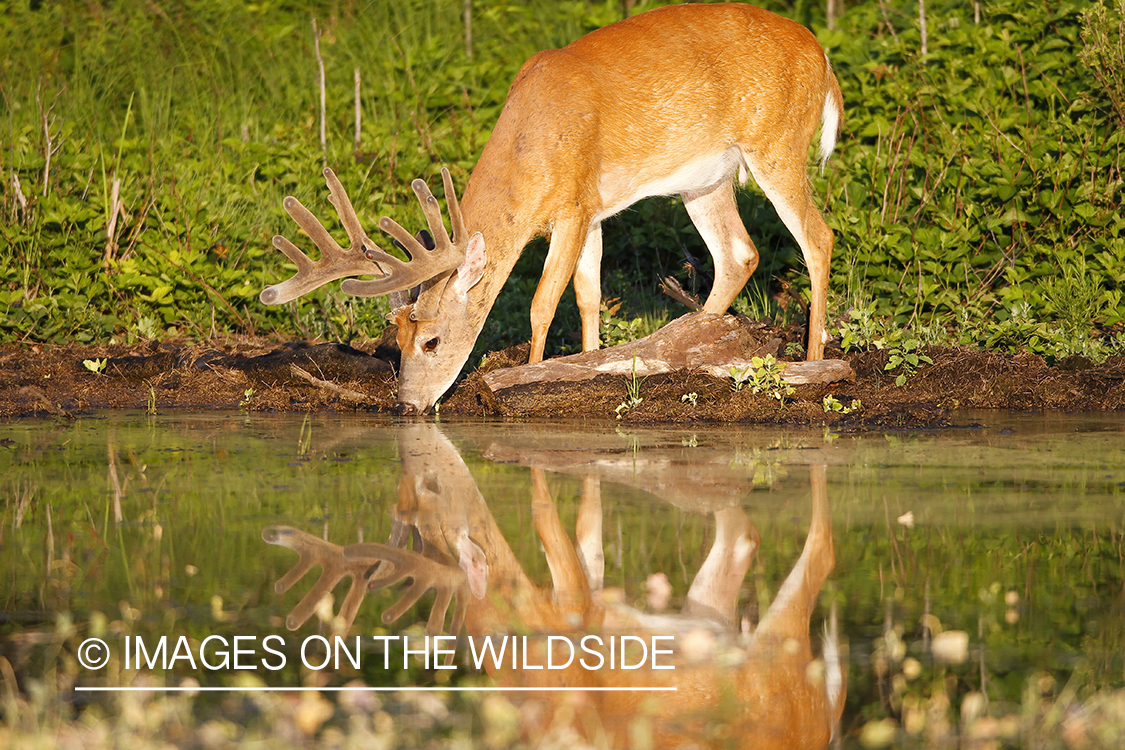 Whie-tailed deer apple creek