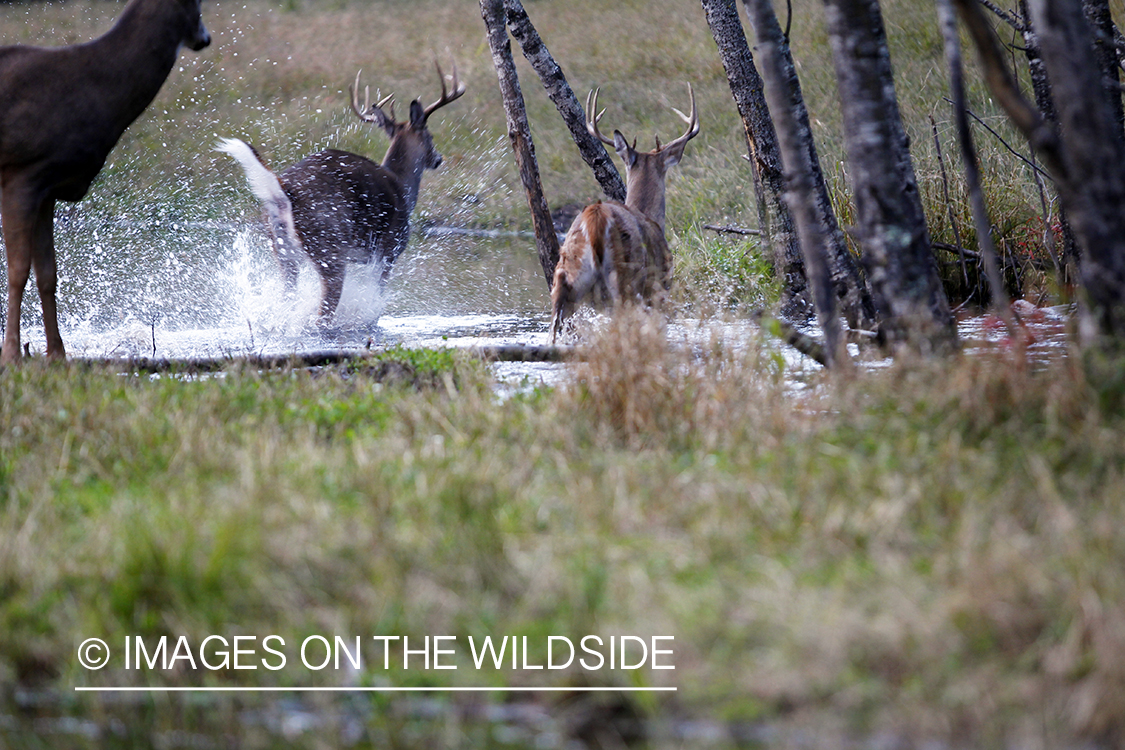 White-tailed bucks fleeing