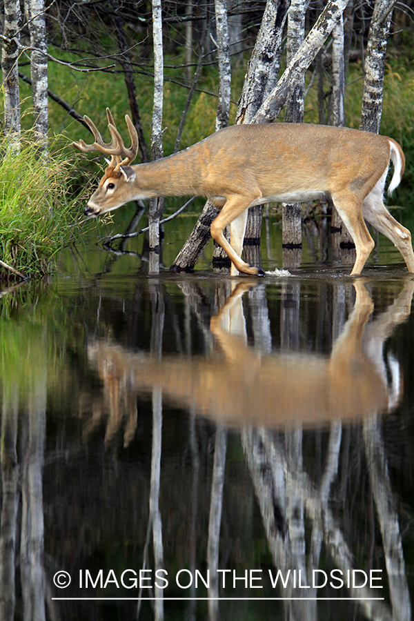 White-tailed buck in velvet 