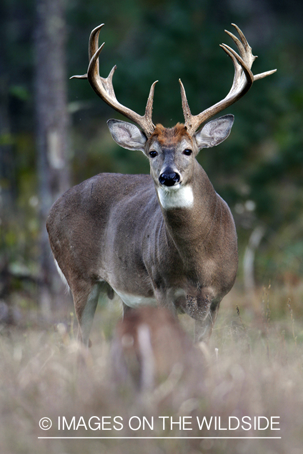 White-tailed buck in habitat. *