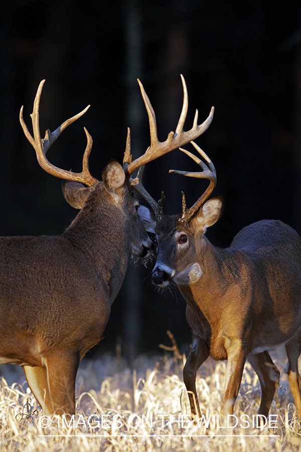 White-tailed buck in habitat. *