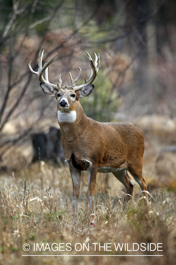 White-tailed buck in habitat. *