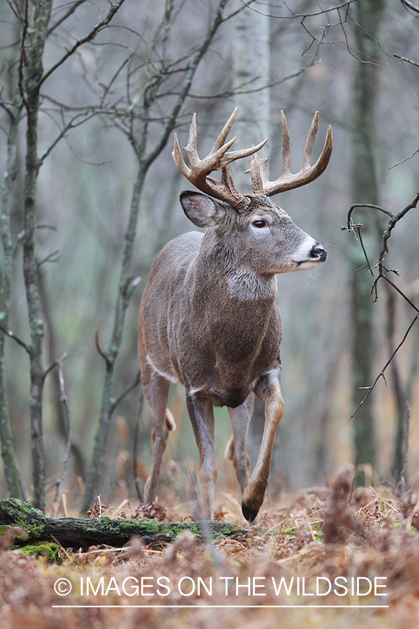 White-tailed buck in habitat. 