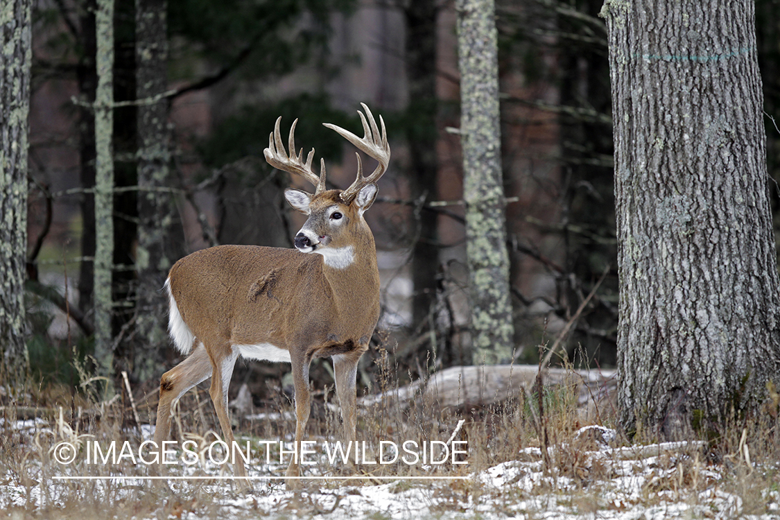 White-tailed buck in habitat. *