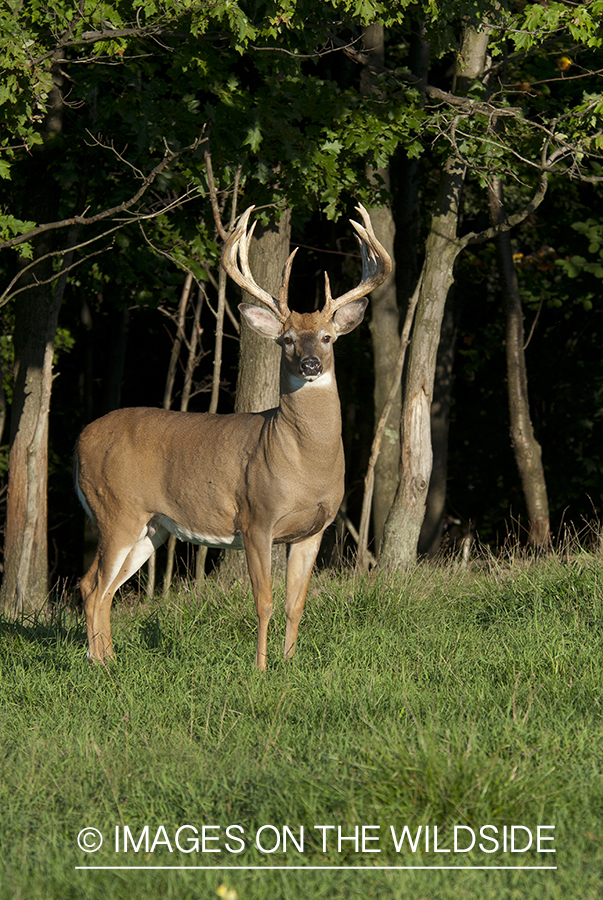 White-tailed buck in habitat. 