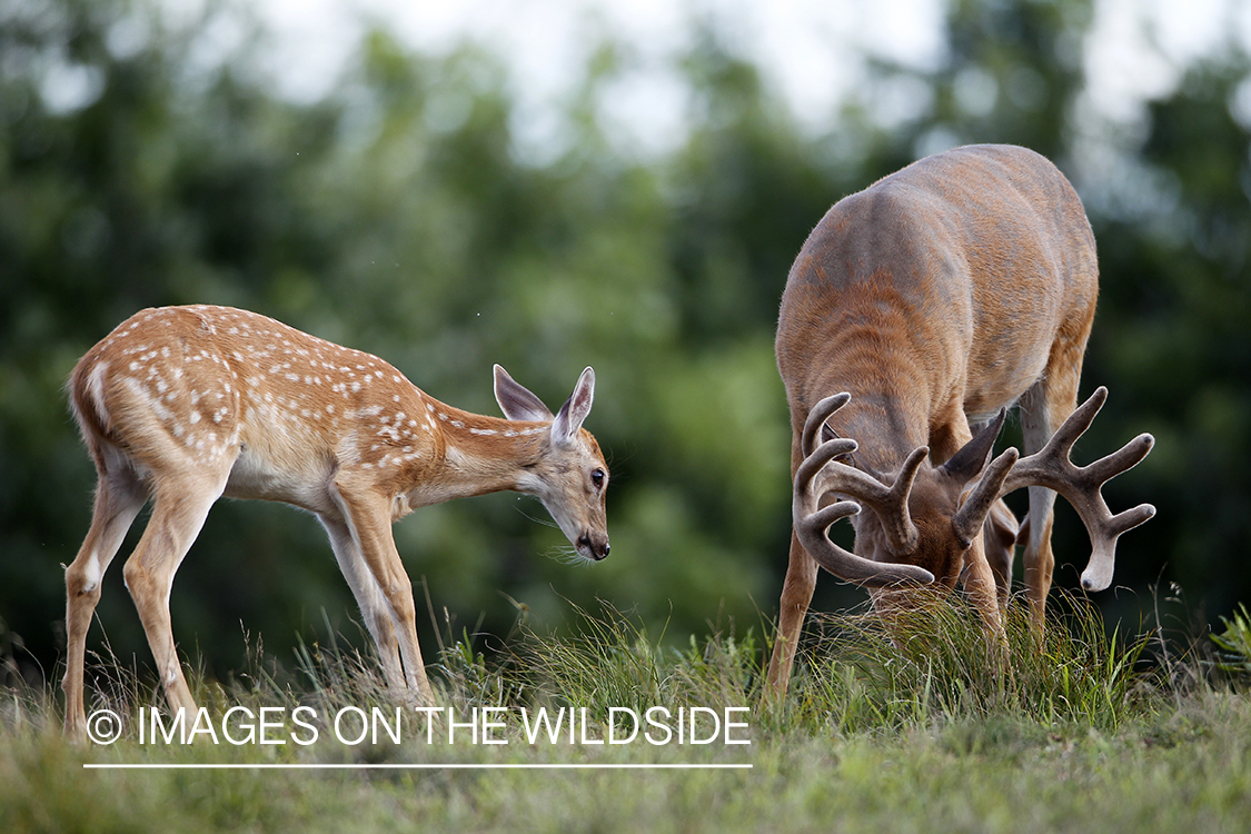 White-tailed buck with fawn. 