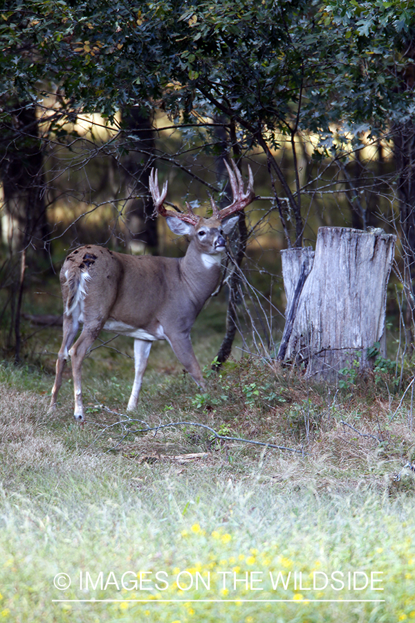 White-tailed buck shedding velvet.  