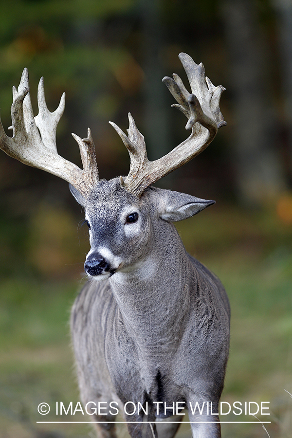 White-tailed buck in habitat. 