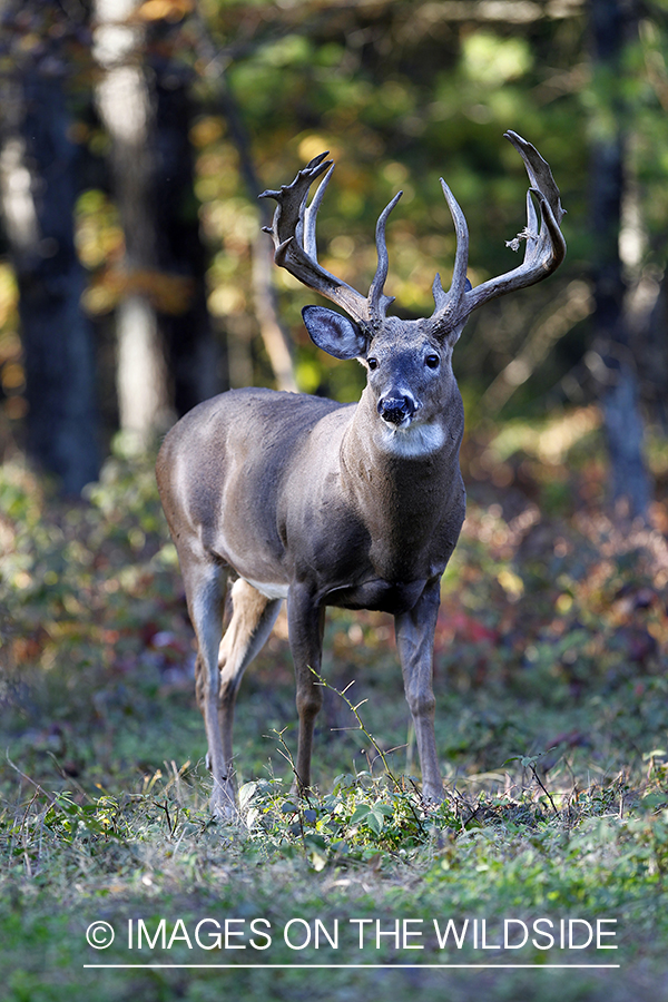 White-tailed buck in habitat. 