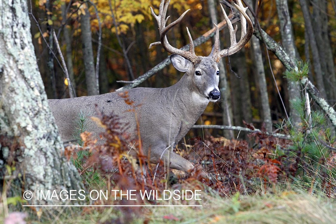 White-tailed buck in habitat. 