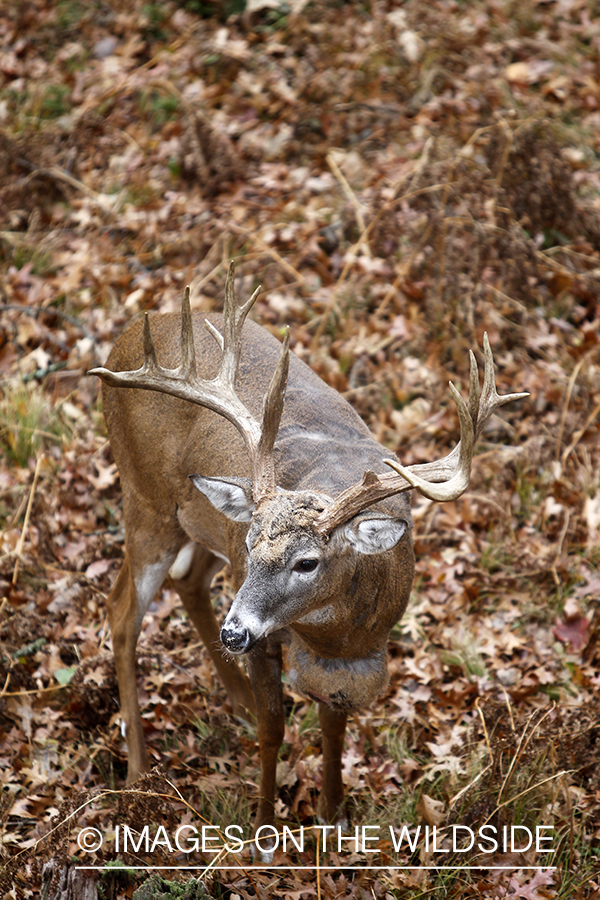 View of white-tailed buck from tree stand. 