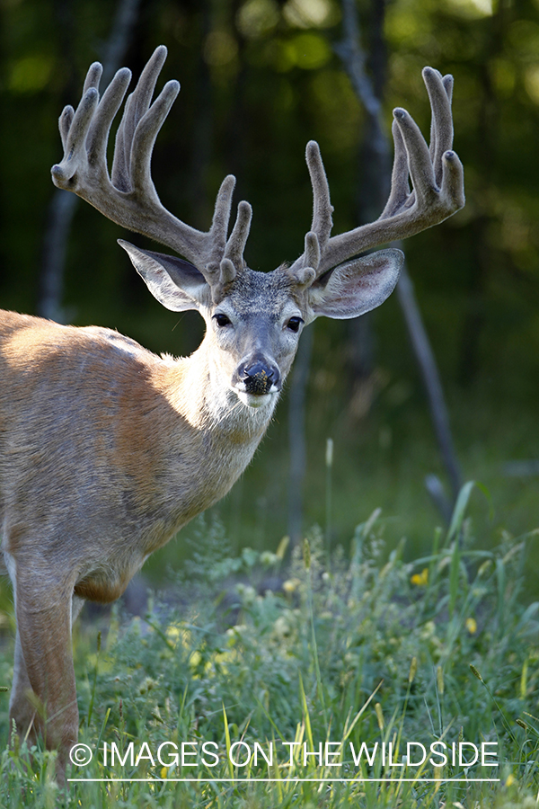 White-tailed buck in velvet.