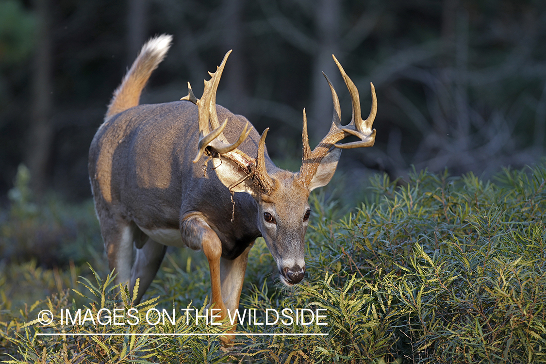 White-tailed buck shedding velvet.