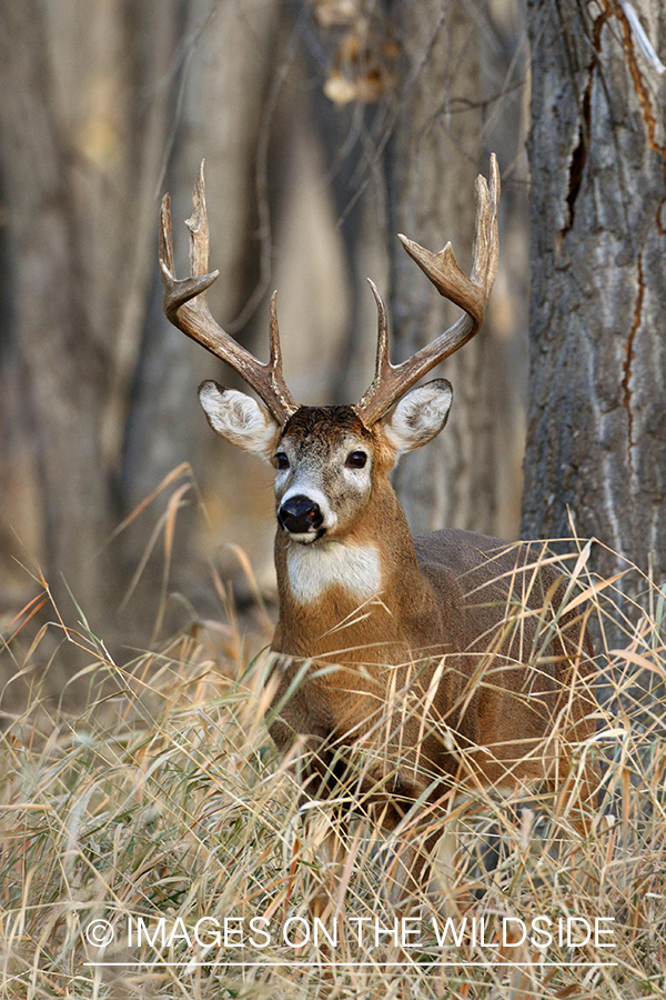 White-tailed buck in habitat.