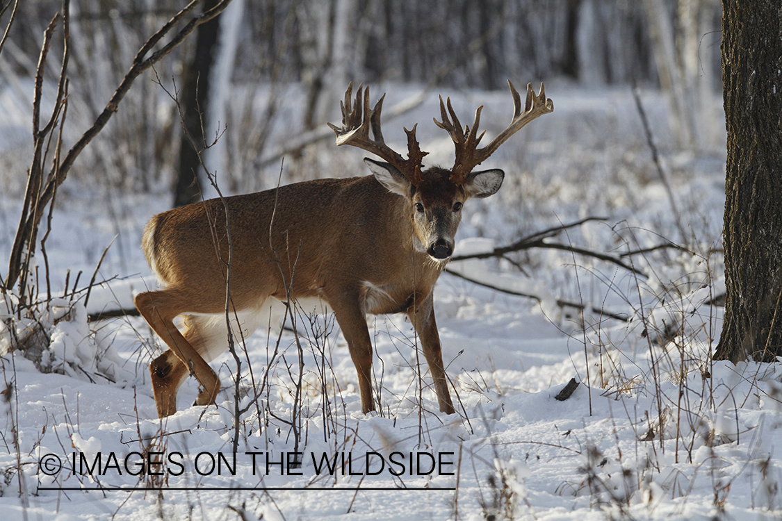 White-tailed buck in winter habitat.