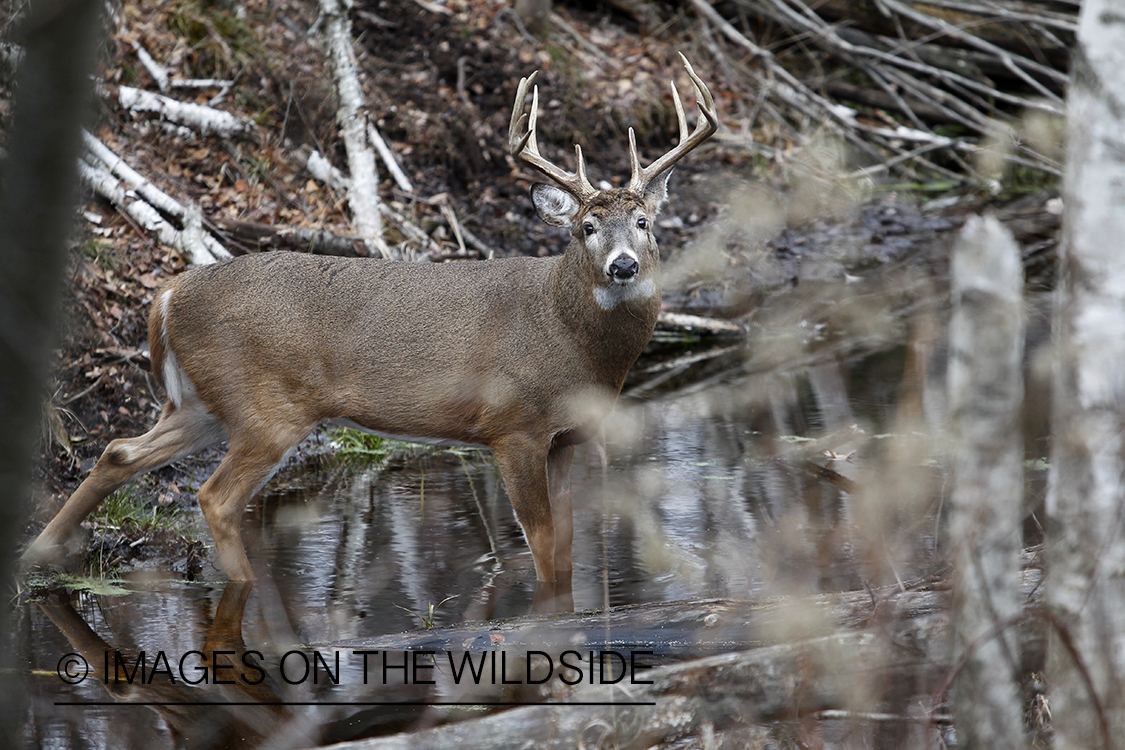 White-tailed buck in habitat.