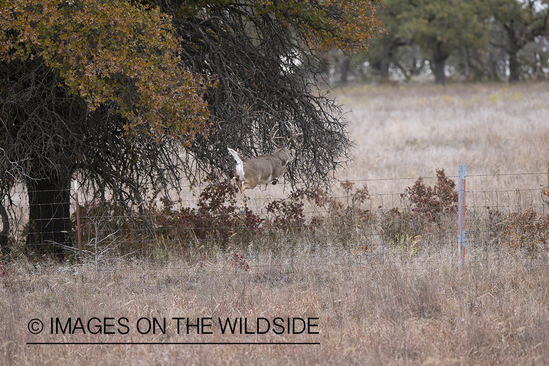 White-tailed buck leaping fence.