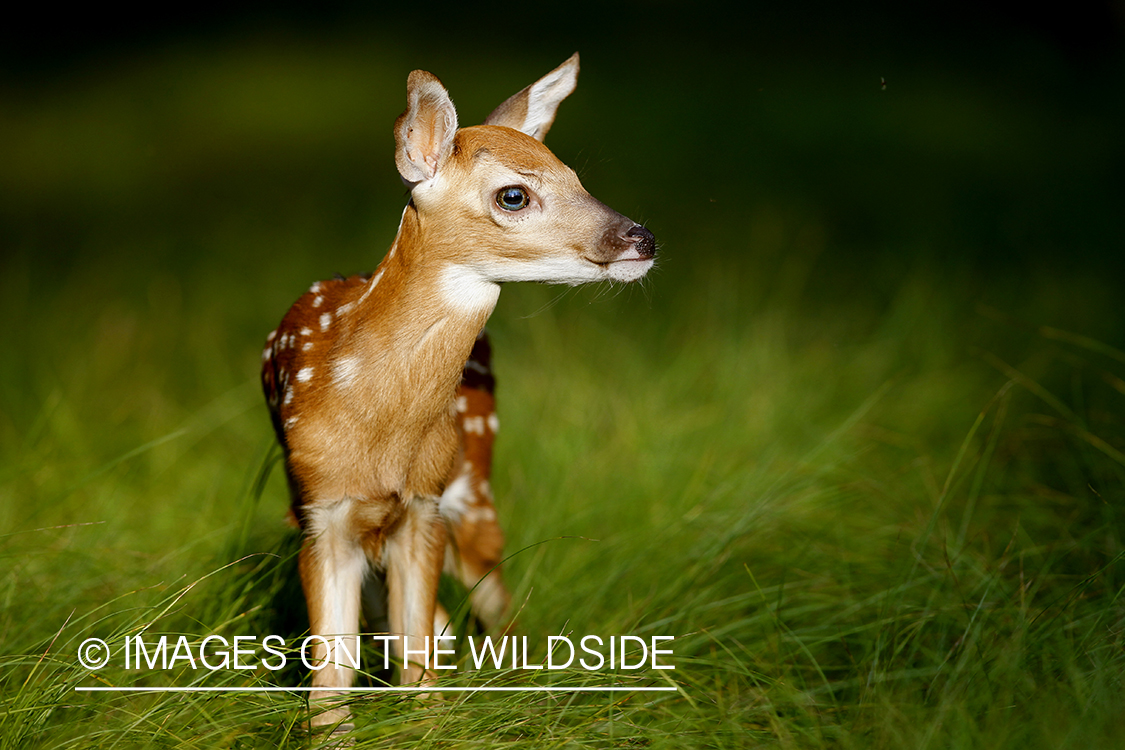 White-tailed fawn in habitat.