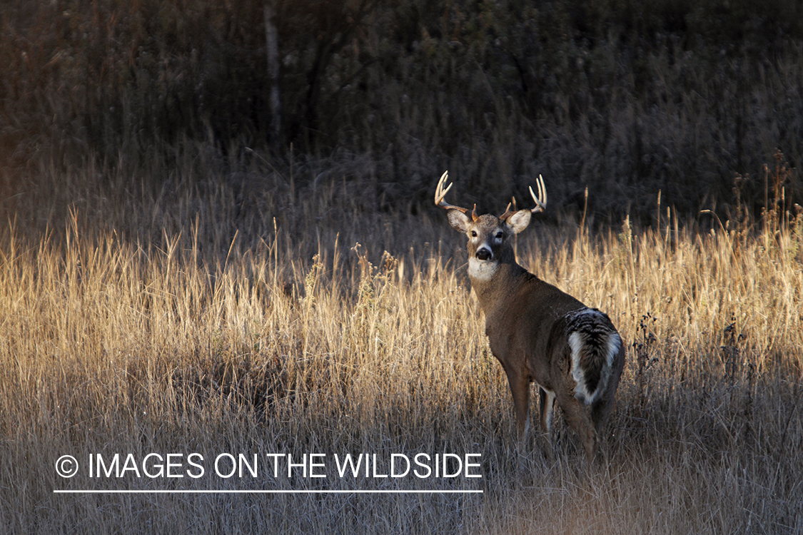 View of White-tailed buck in habitat from tree stand.