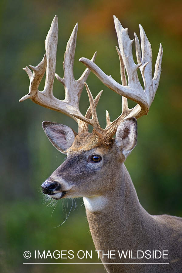 White-tailed buck in habitat.