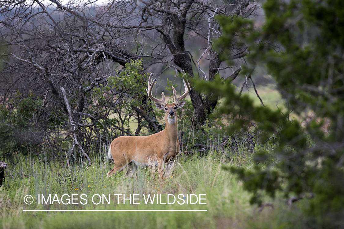 White-tailed buck in velvet.