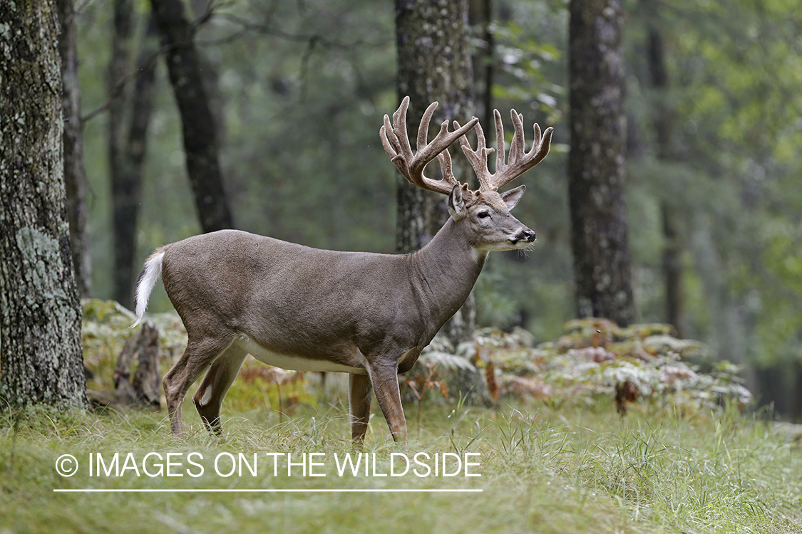 White-tailed buck in habitat.