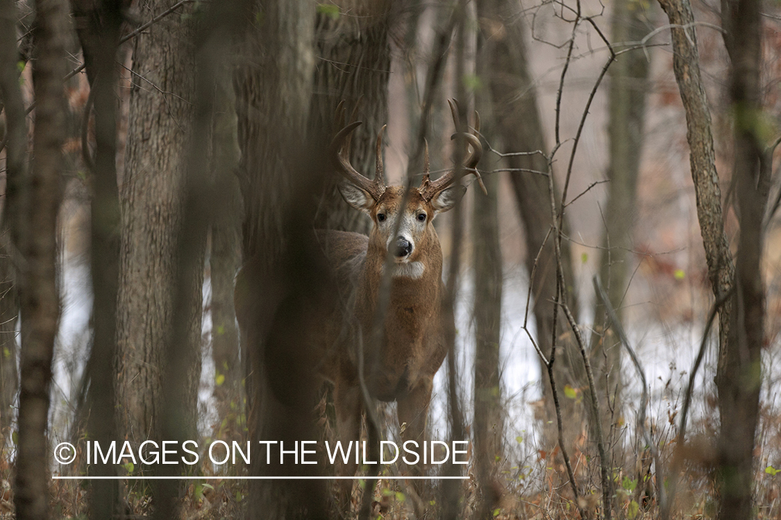 White-tailed buck in habitat.