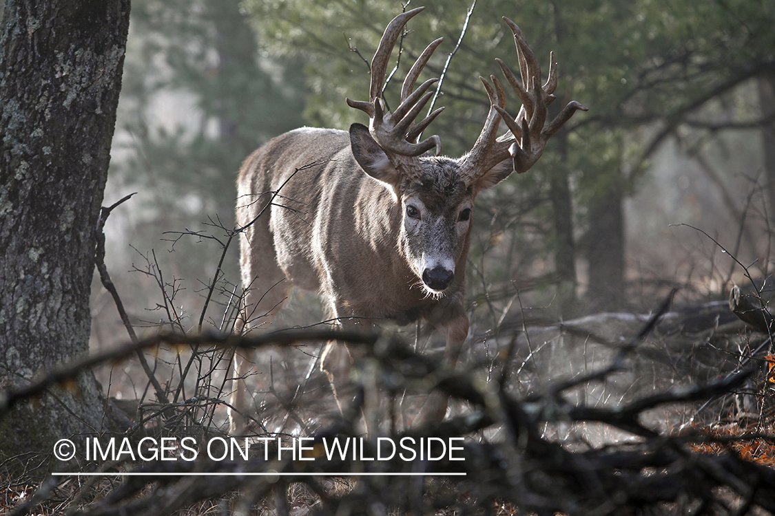 White-tailed buck in habitat. 