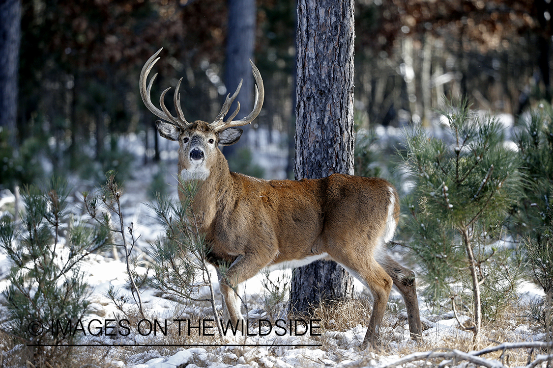 White-tailed buck in winter habitat.