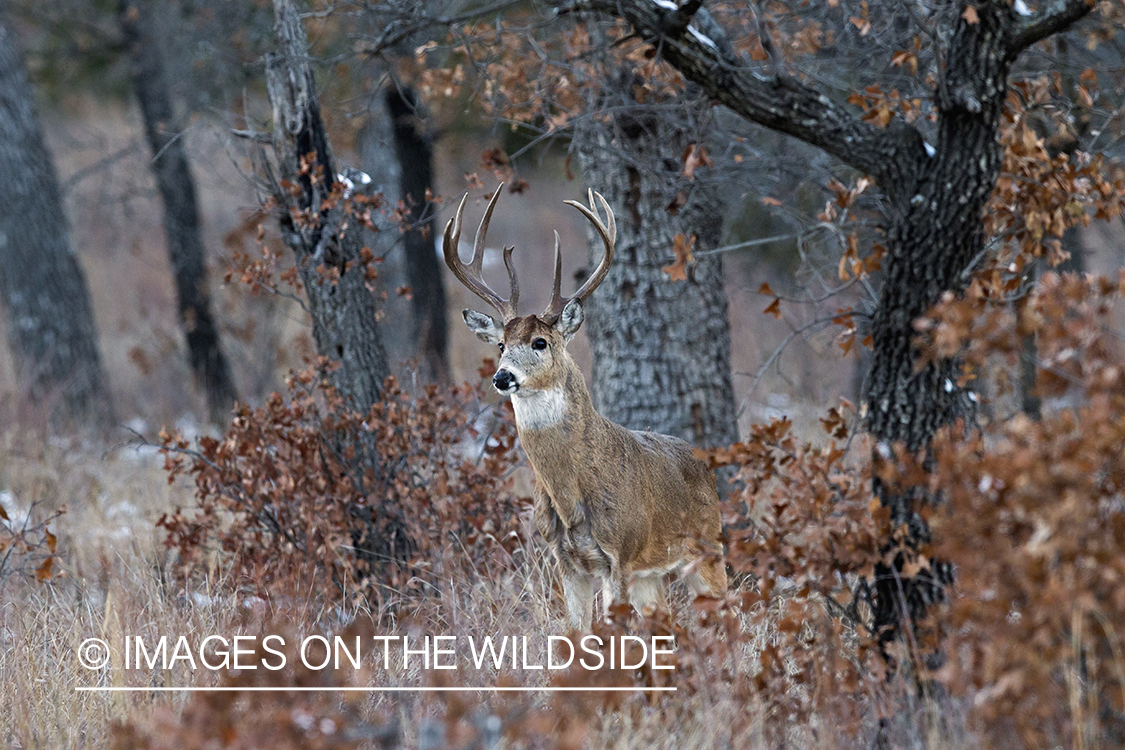 White-tailed buck in habitat.