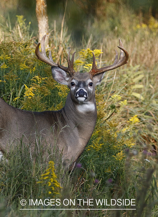 White-tailed Buck in Velvet.