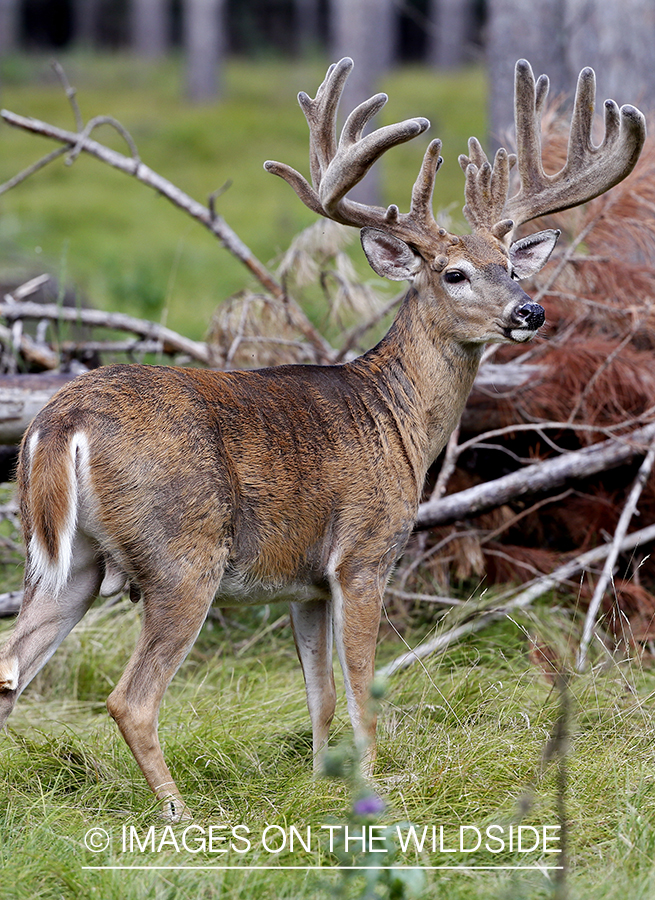 White-tailed buck in Velvet.