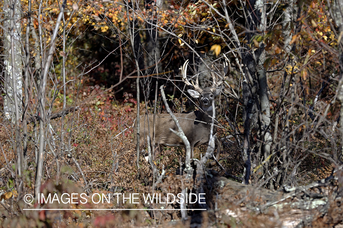 White-tailed buck in woods.