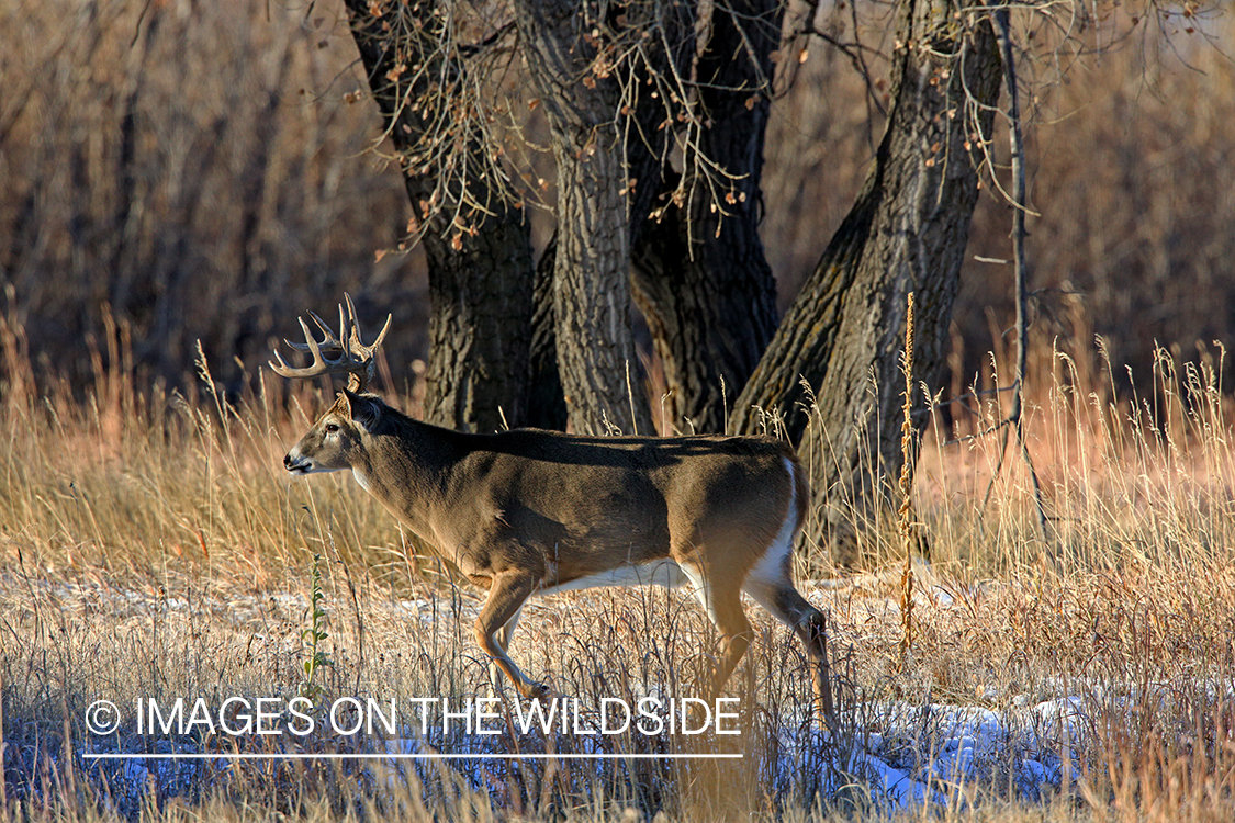 White-tailed buck in field.