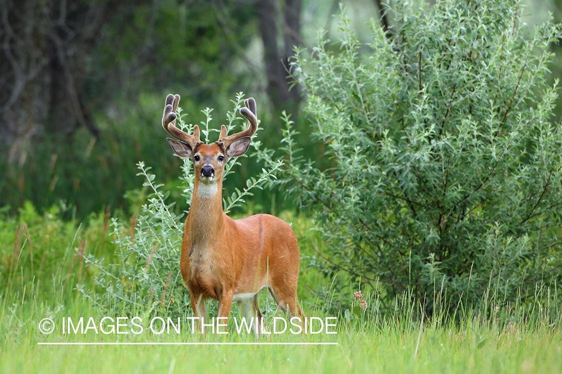 White-tailed Deer Buck in Velvet.