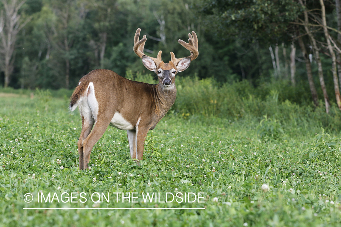 White-tailed deer in velvet.