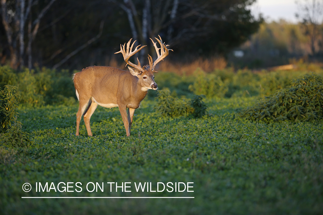 White-tailed buck in food plot.