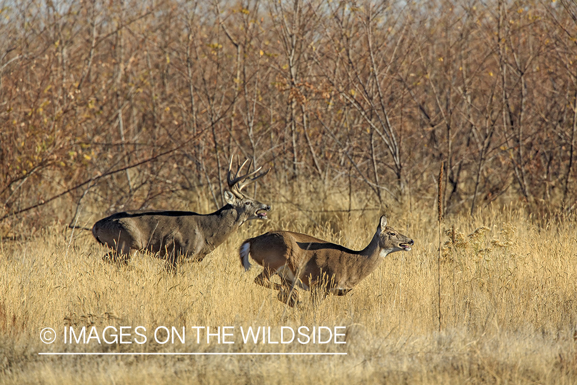 White-tailed buck chasing doe during the rut. 