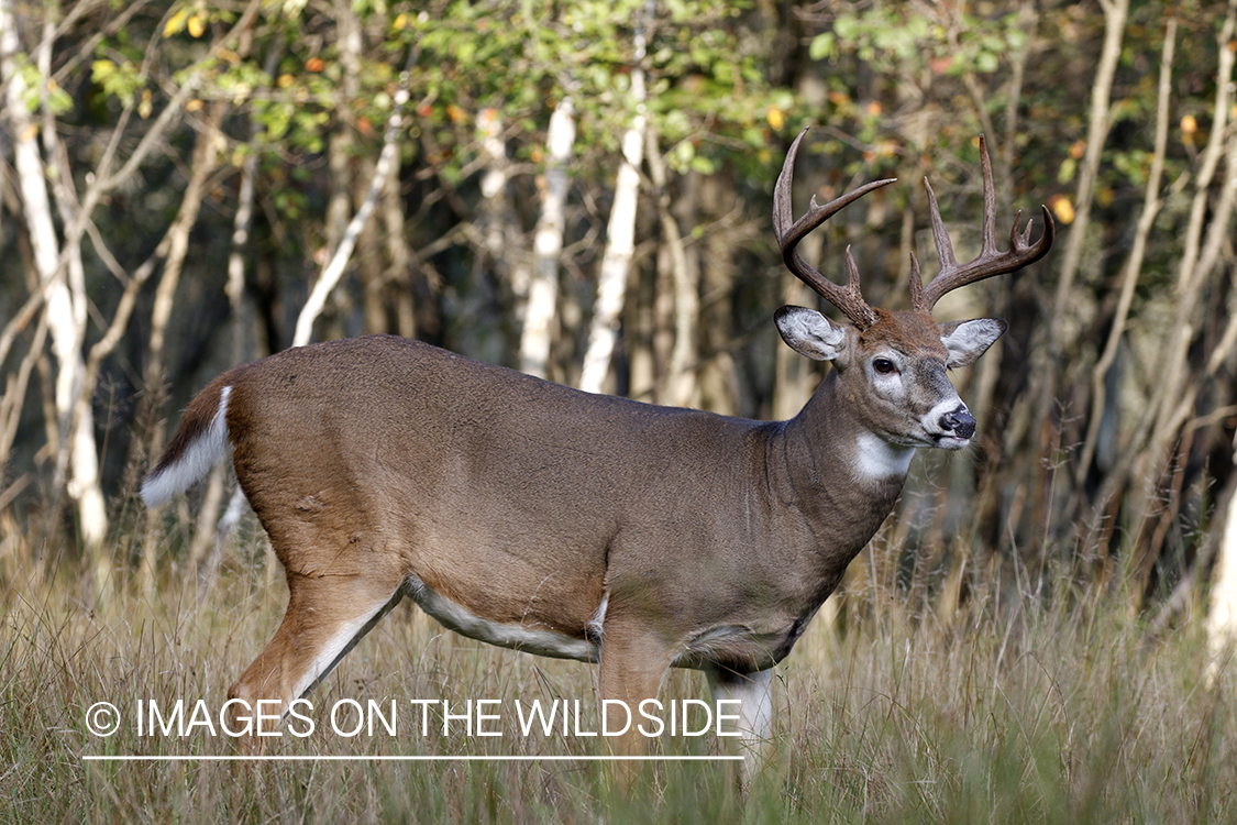 White-tailed buck in field.