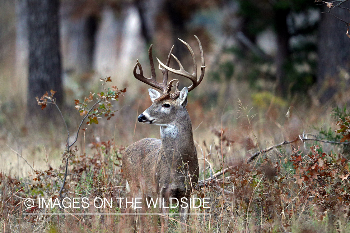 White-tailed buck in the rut.