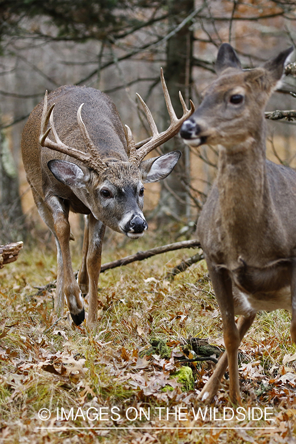 White-tailed buck in the rut chasing doe.