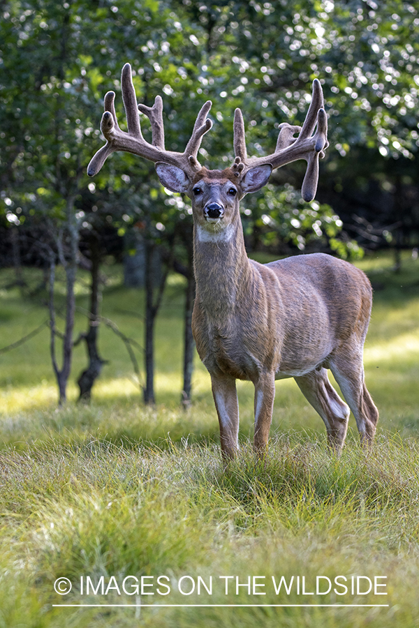 White-tailed buck in Velvet.