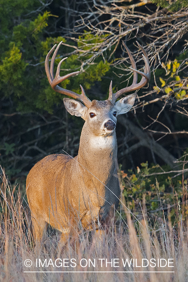 White-tailed buck in field.