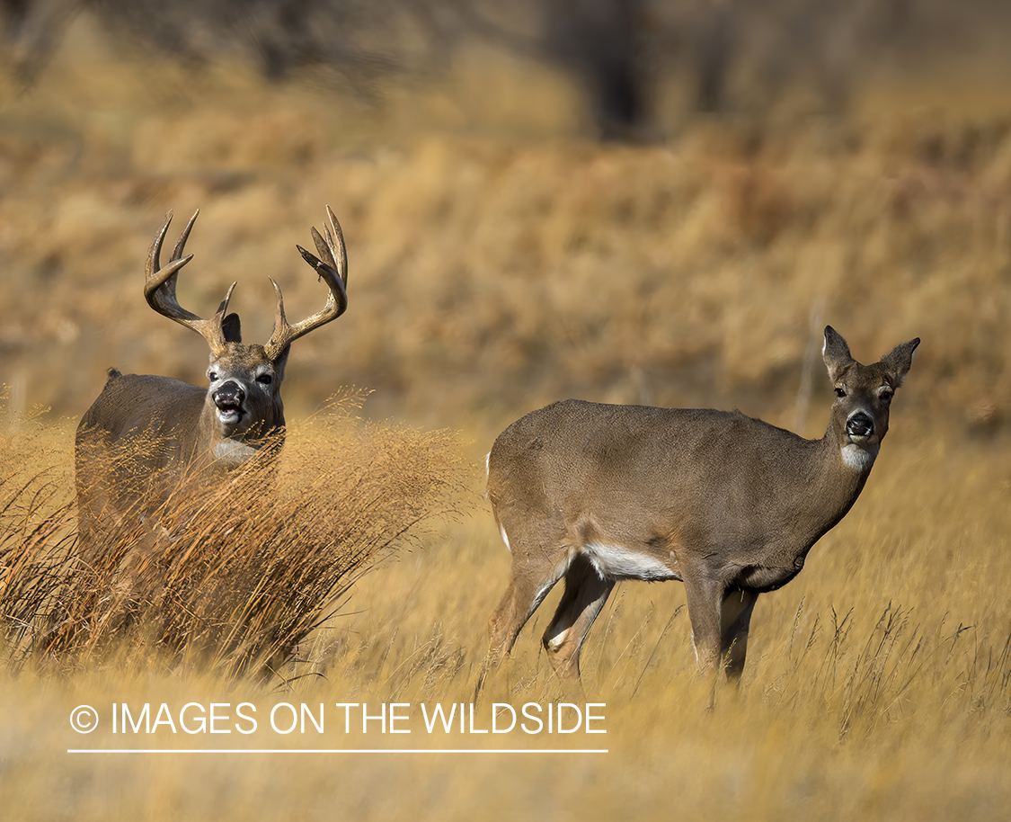 White-tailed buck chasing doe.