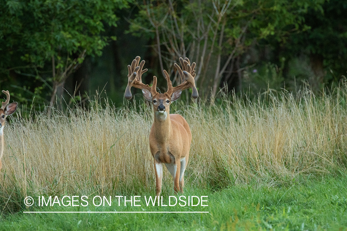 White-tailed buck in field.