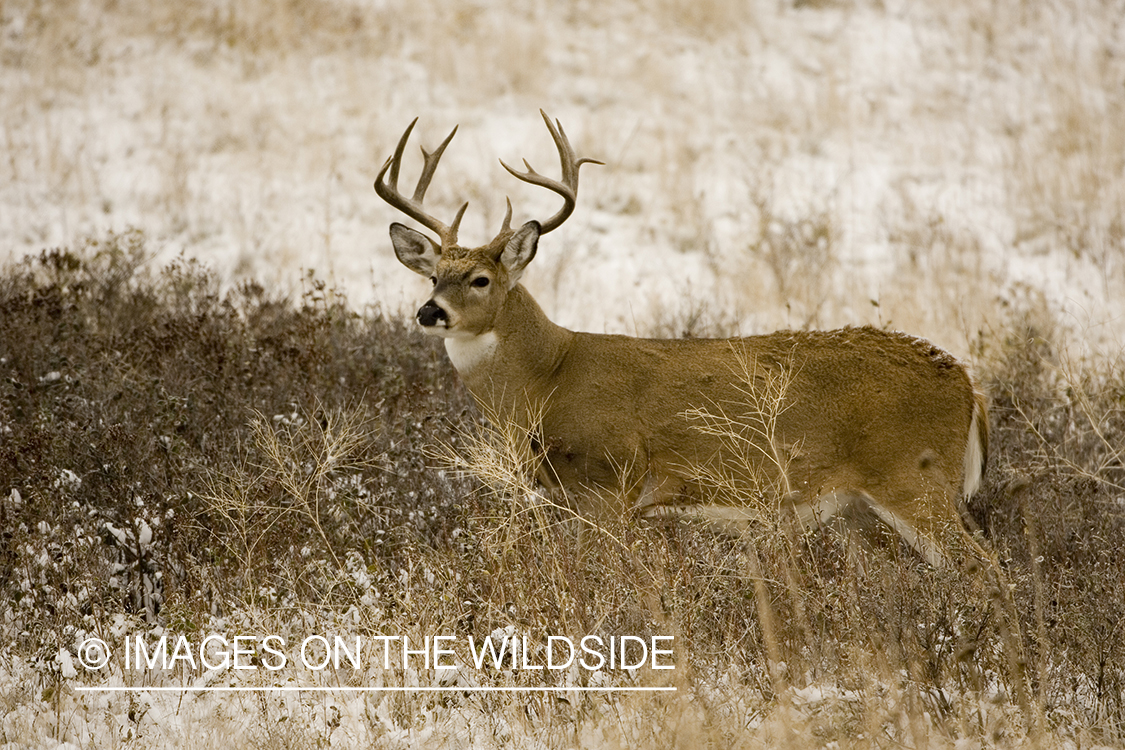 White-tailed deer in habitat