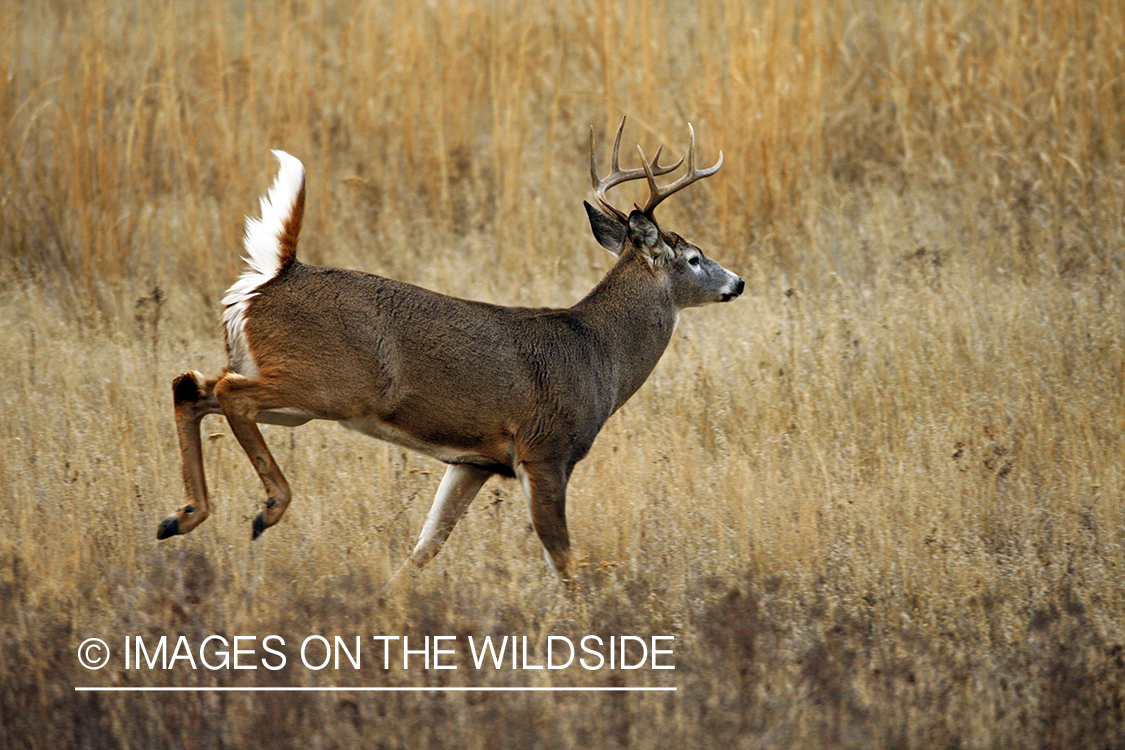 White-tailed deer in habitat