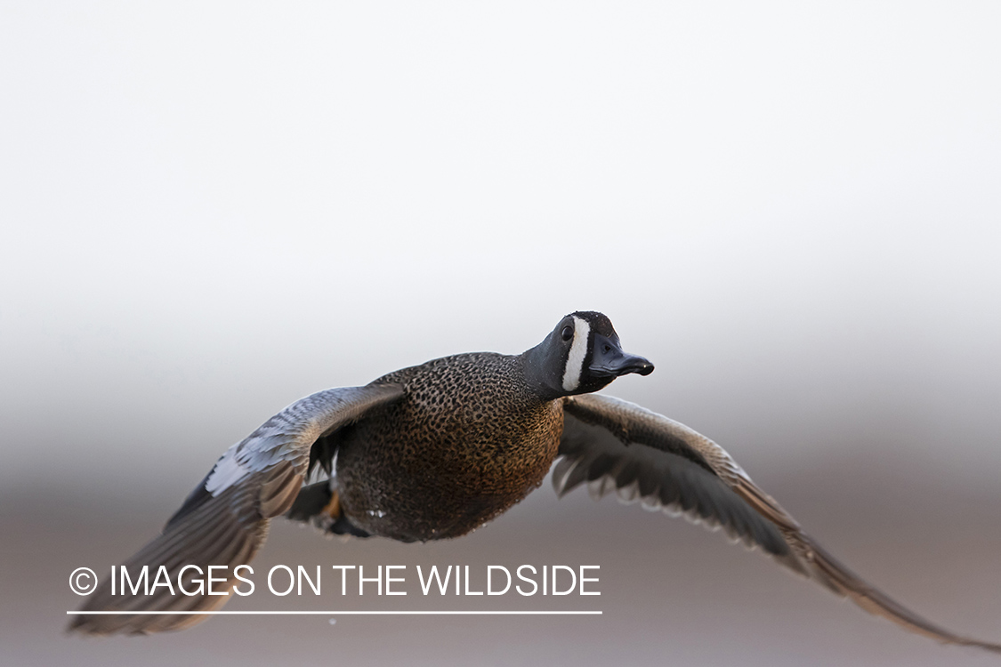 Blue-winged Teal in flight.